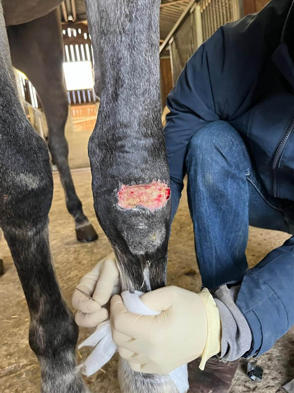Soigner blessures et plaies chevaux