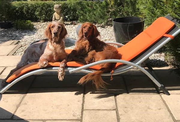 Soigneur coupe feu sur chien